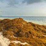 How brown sargasam seaweed affects your beach vacation