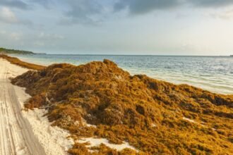 How brown sargasam seaweed affects your beach vacation