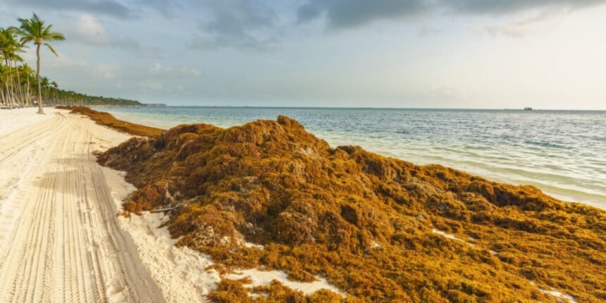 How brown sargasam seaweed affects your beach vacation